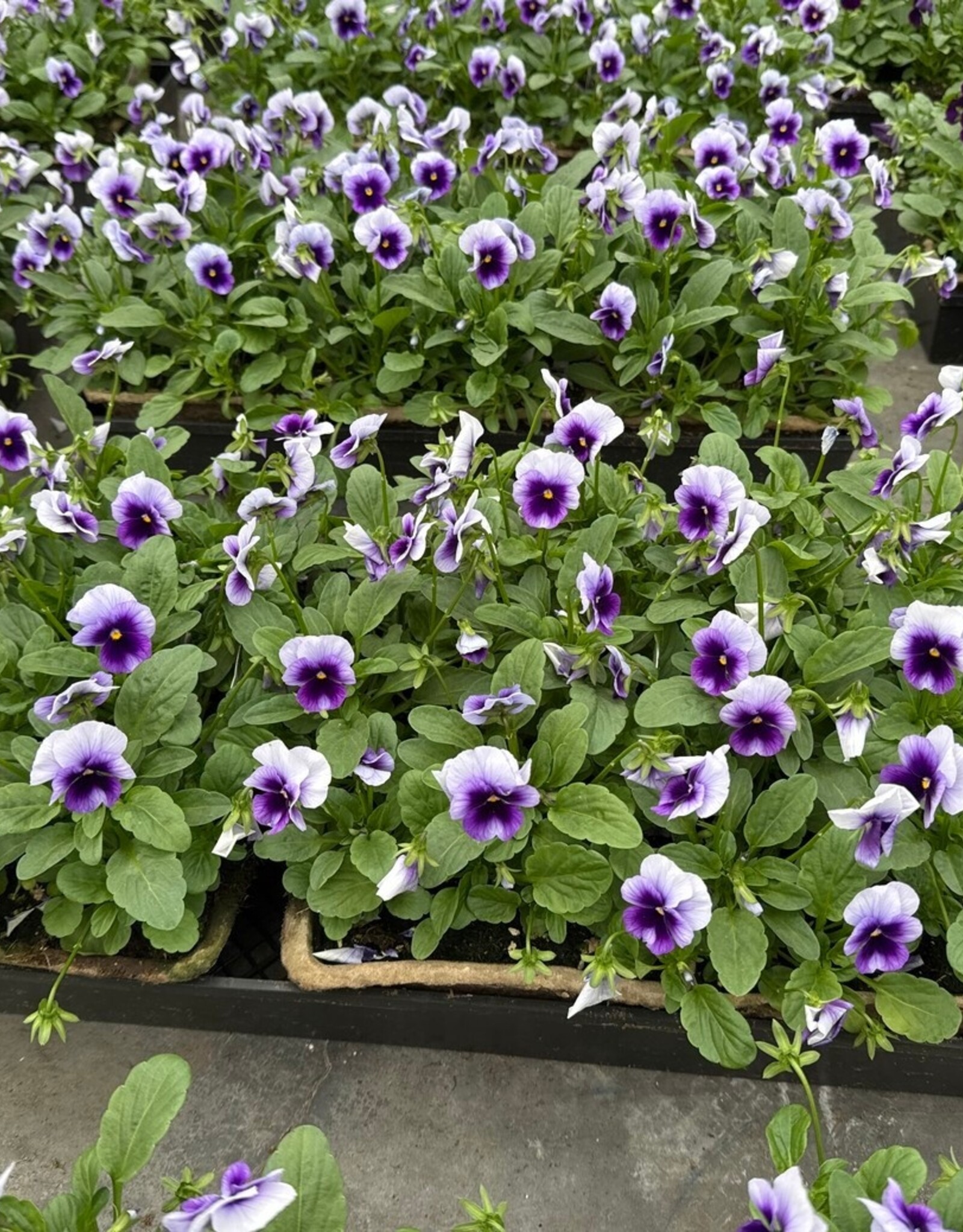 Viola 606