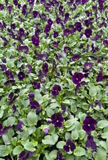 Viola 606