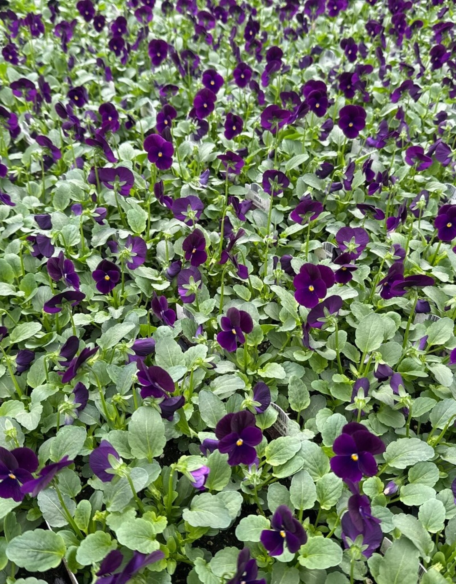 Viola 606