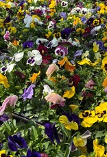 Pansy 606