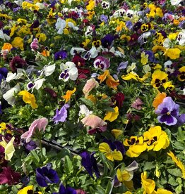 Pansy 606
