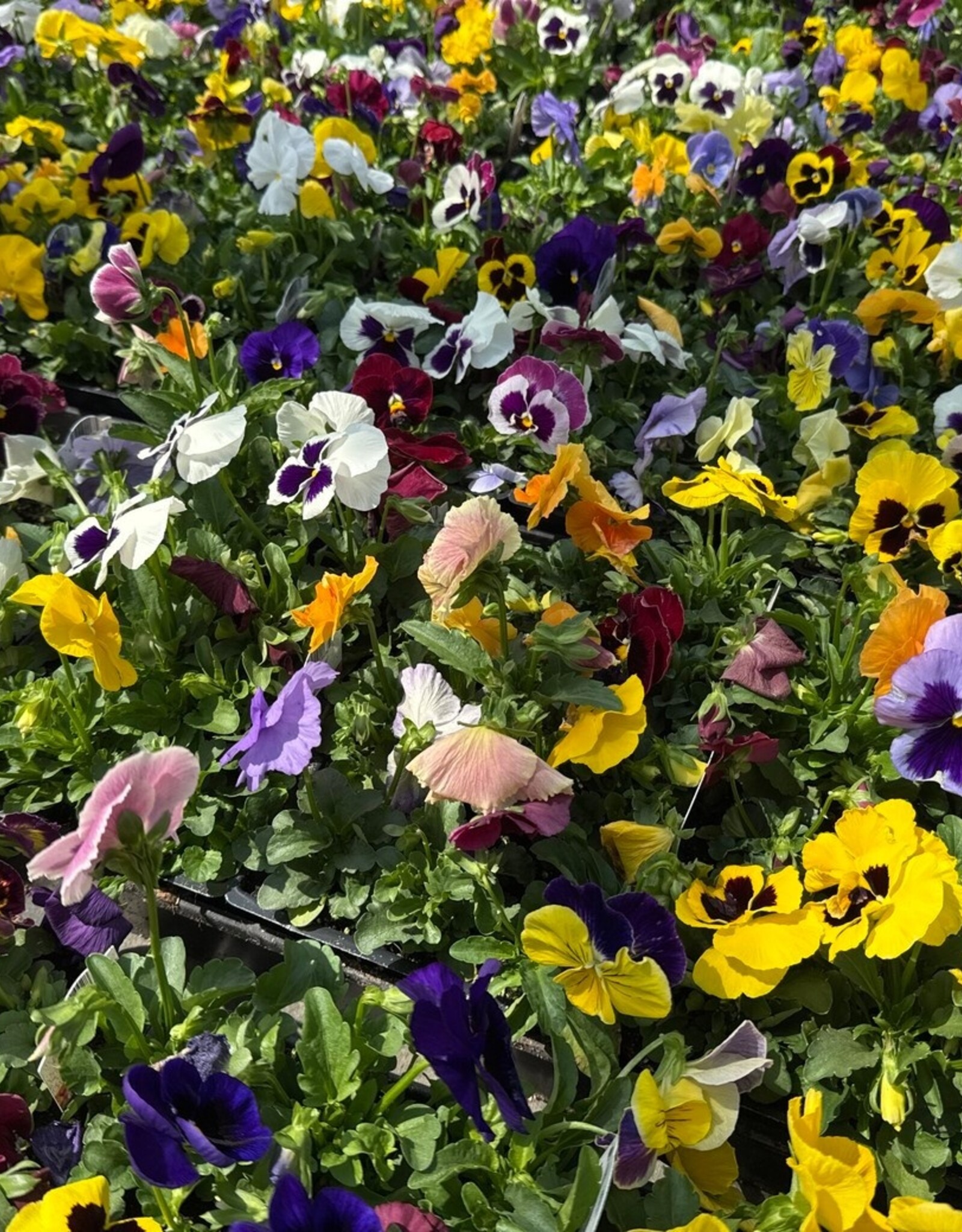Pansy 606