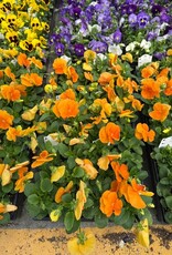 Pansy 606