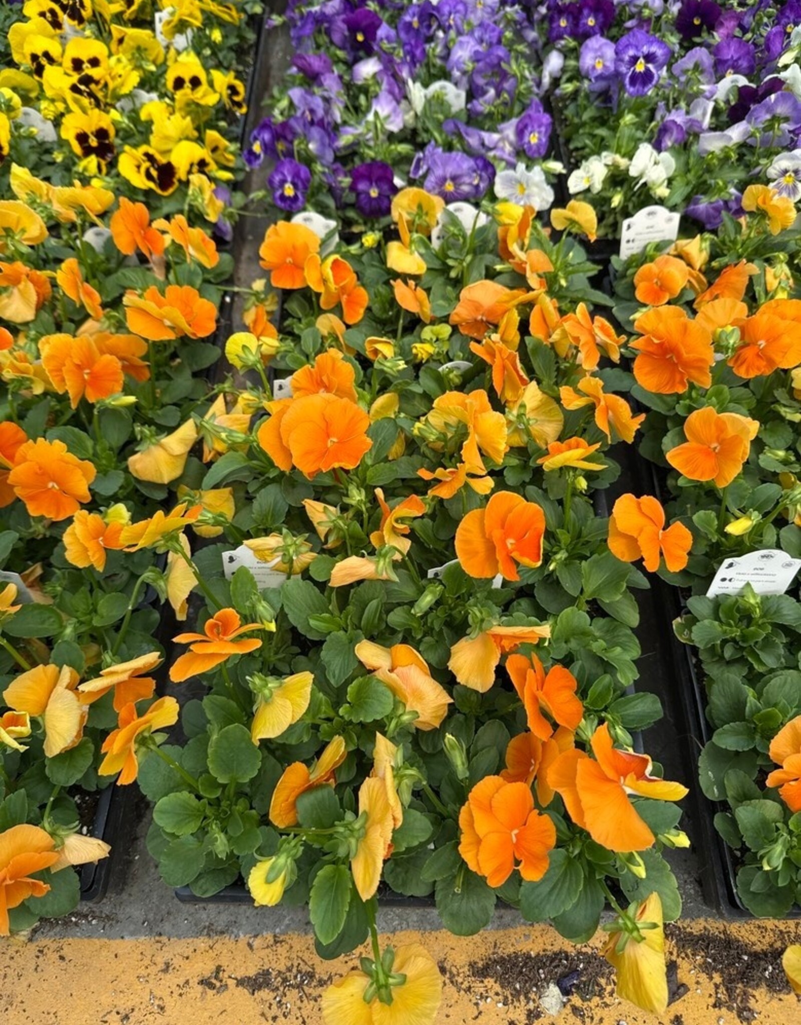 Pansy 606