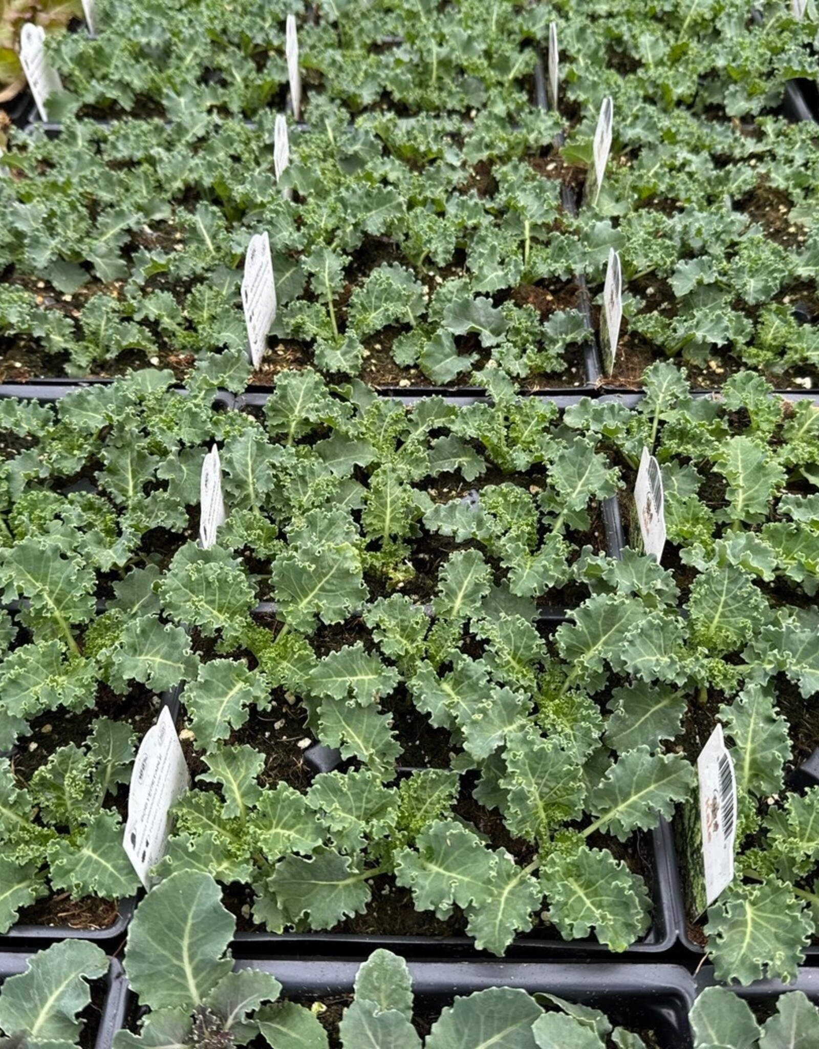 Fall Veg 606