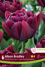 Tulip - Per Bulb - Alison Bradley