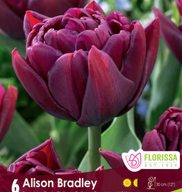 Tulip - Per Bulb - Alison Bradley