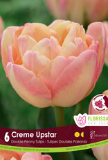 Tulip - Per Bulb - Creme Upstar