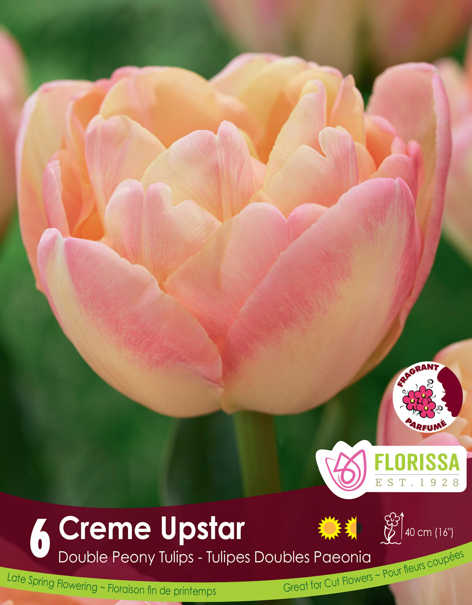 Tulip - Per Bulb - Creme Upstar