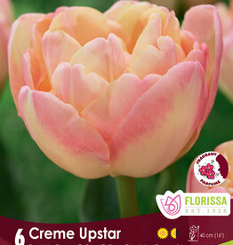 Tulip - Per Bulb - Creme Upstar