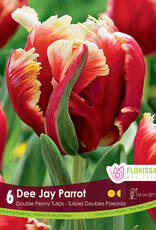 Tulip - Per Bulb - Dee Jay Parrot
