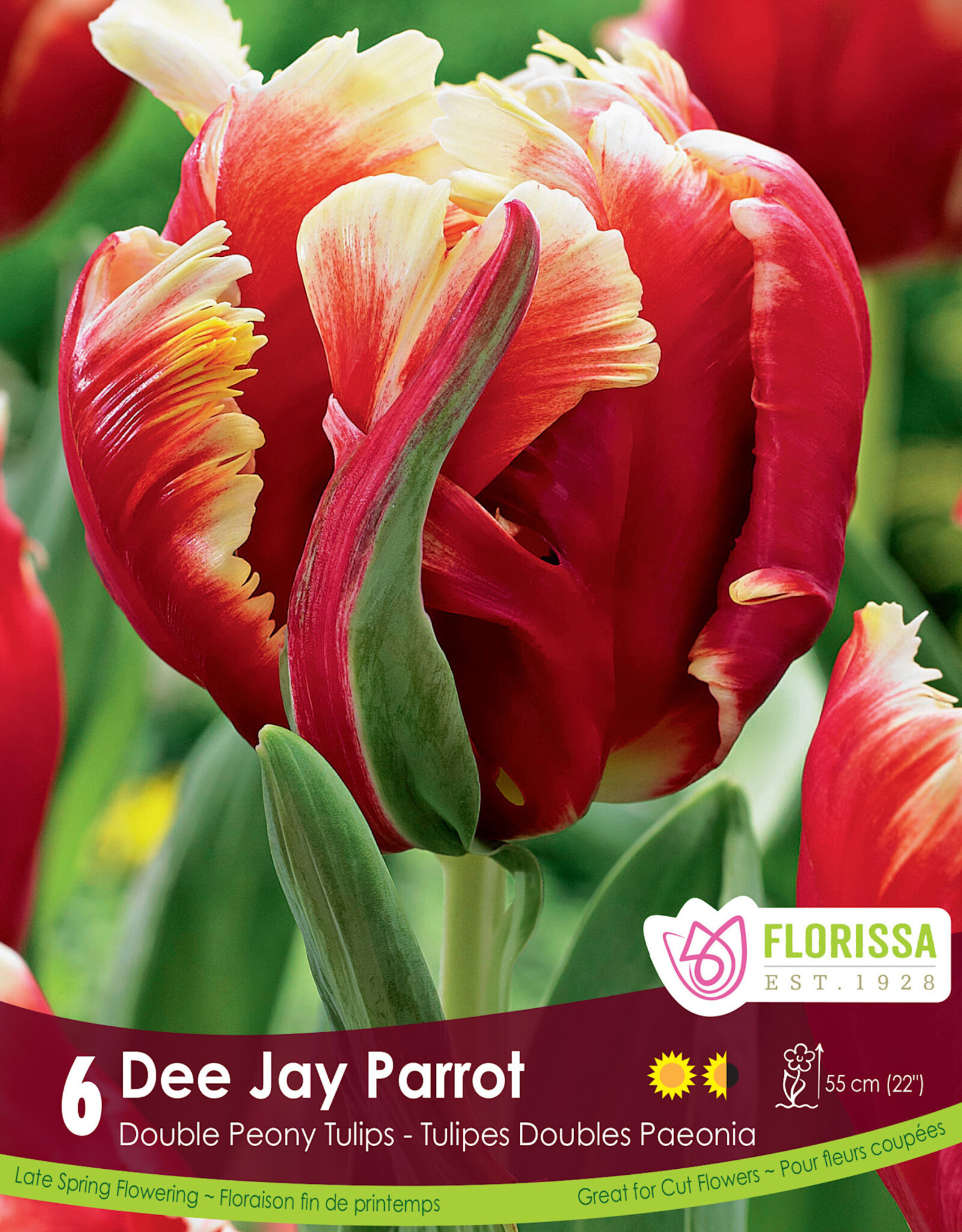 Tulip - Per Bulb - Dee Jay Parrot