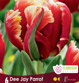 Tulip - Per Bulb - Dee Jay Parrot