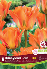 Tulip - Per Bulb - Disneyland Paris