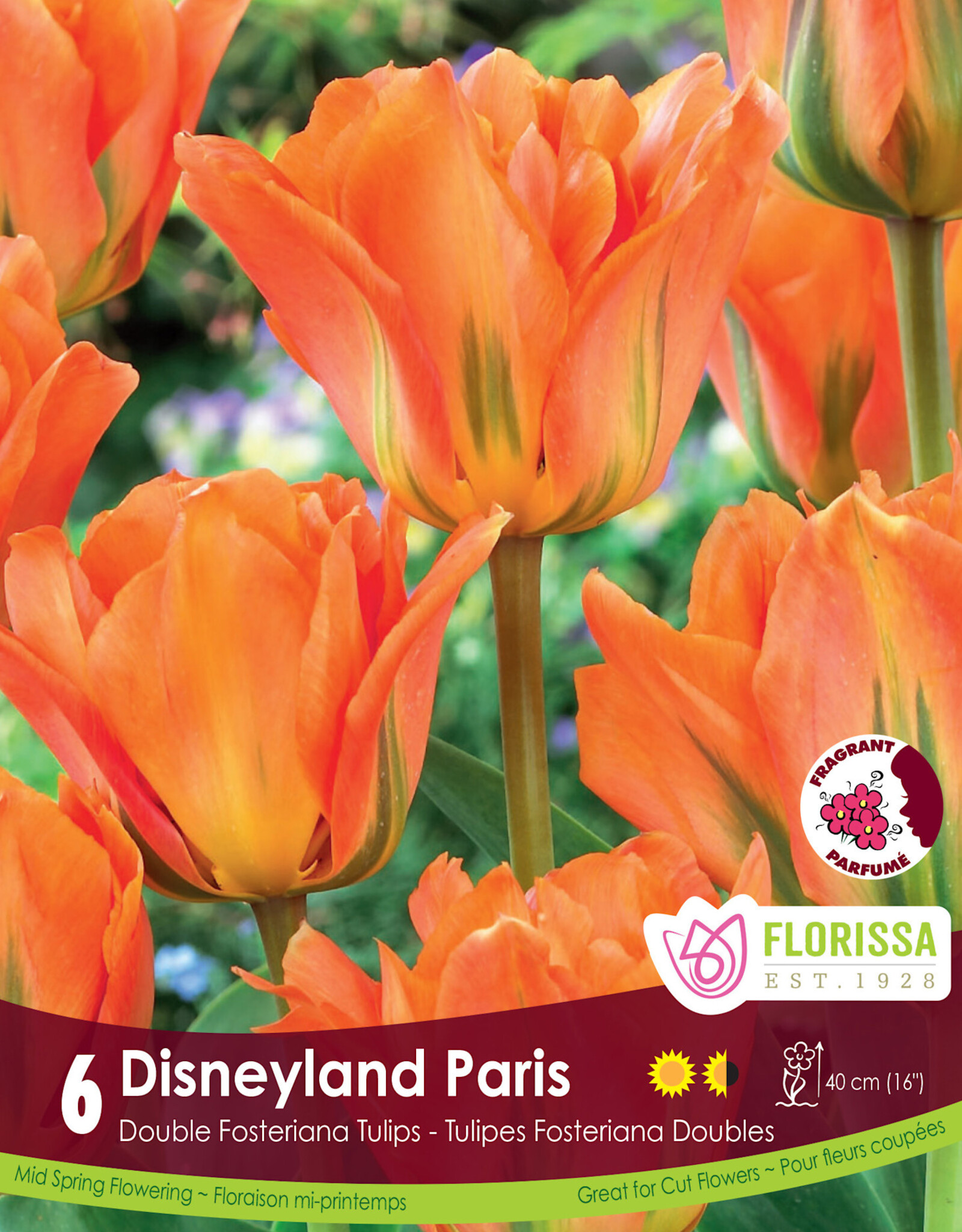 Tulip - Per Bulb - Disneyland Paris