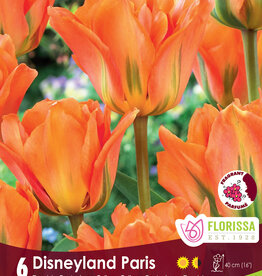 Tulip - Per Bulb - Disneyland Paris