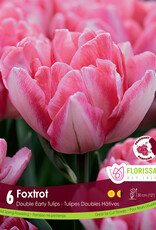 Tulip - Per Bulb - Foxtrot