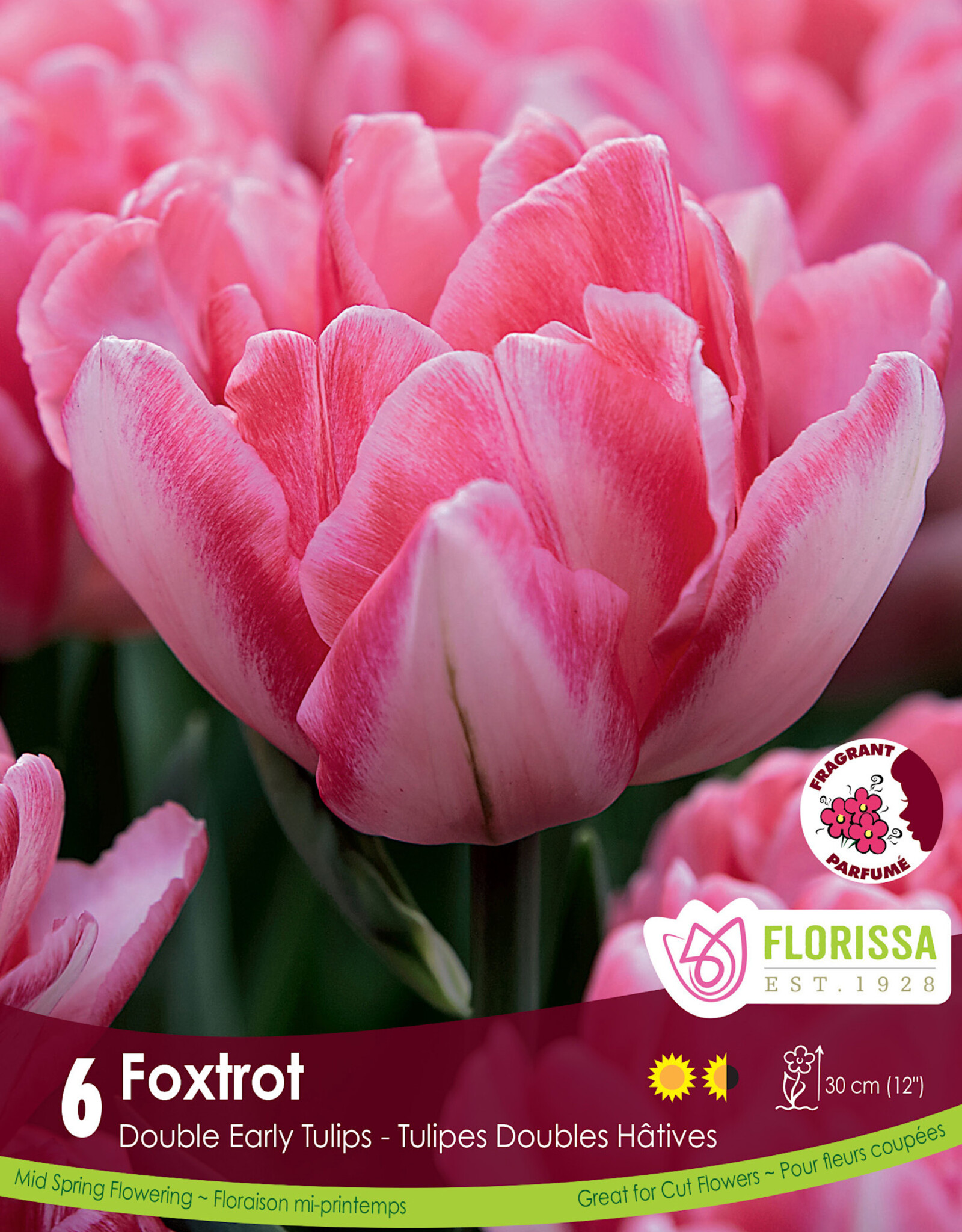 Tulip - Per Bulb - Foxtrot