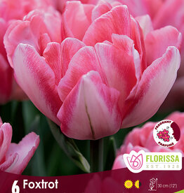 Tulip - Per Bulb - Foxtrot