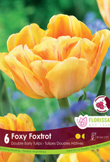 Tulip - Per Bulb - Foxy Foxtrot