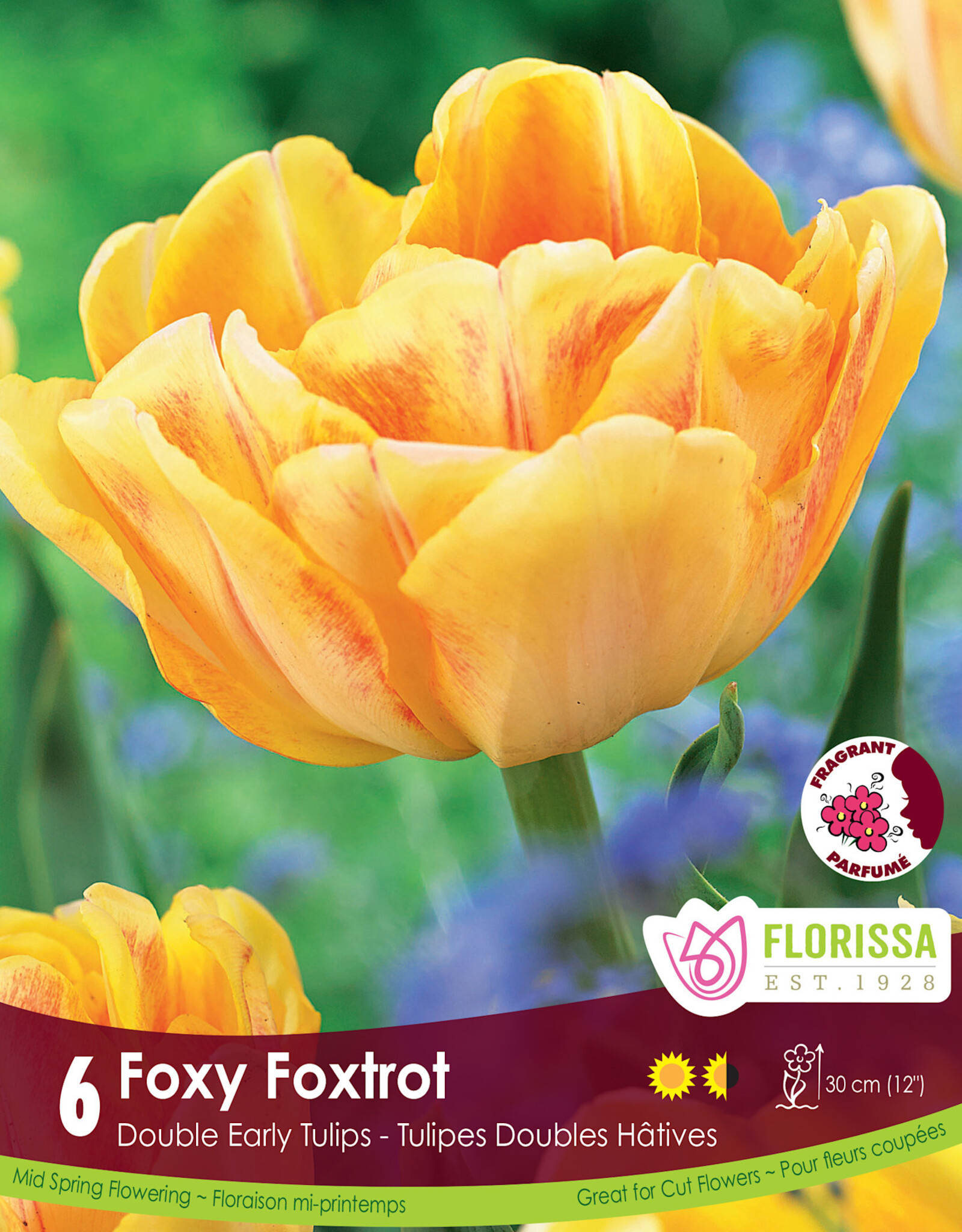 Tulip - Per Bulb - Foxy Foxtrot