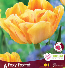 Tulip - Per Bulb - Foxy Foxtrot