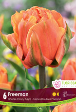 Tulip - Per Bulb - Freeman