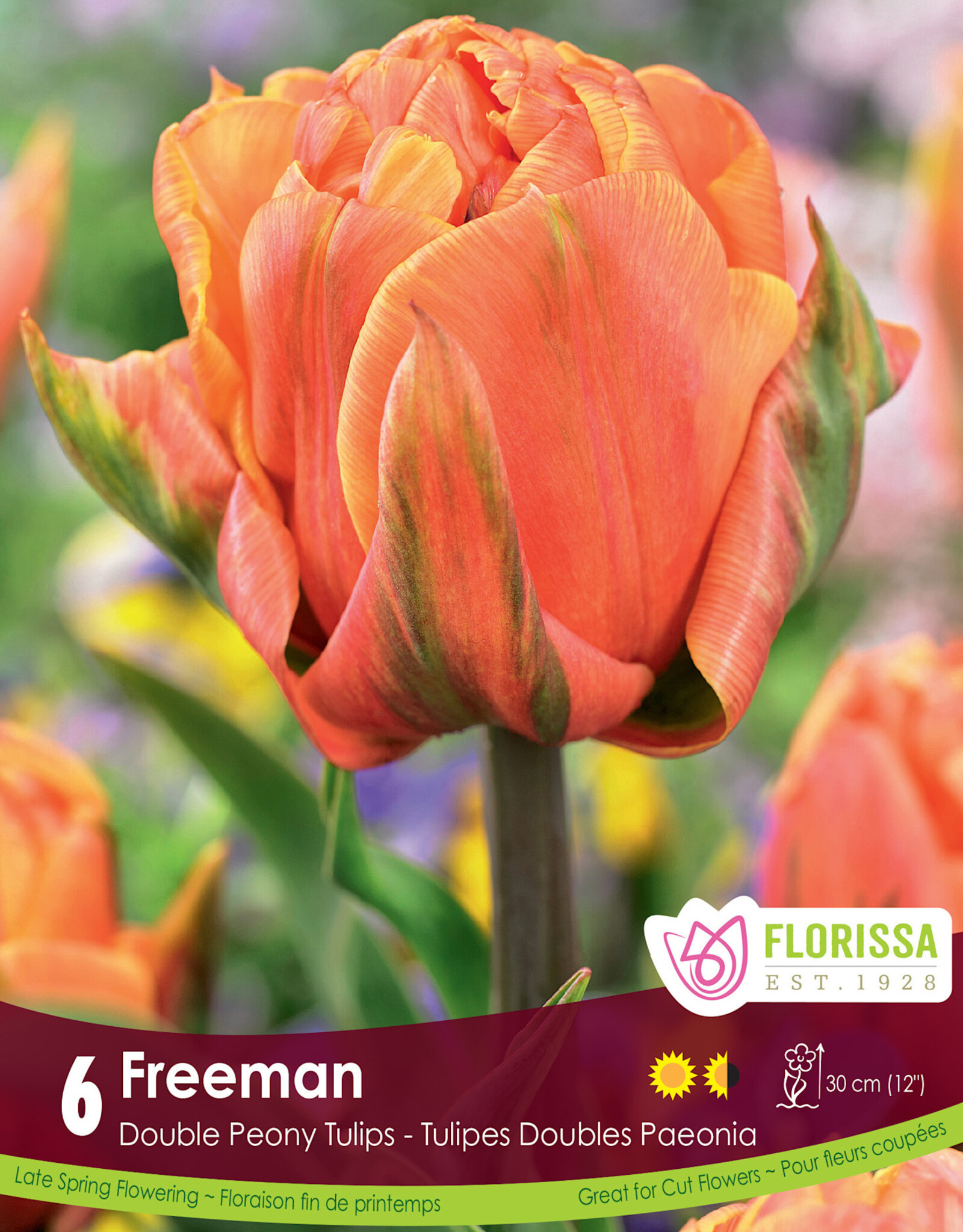 Tulip - Per Bulb - Freeman