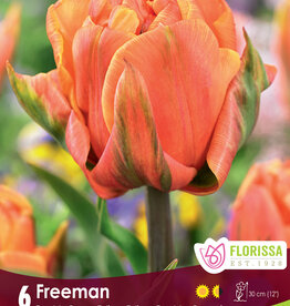 Tulip - Per Bulb - Freeman