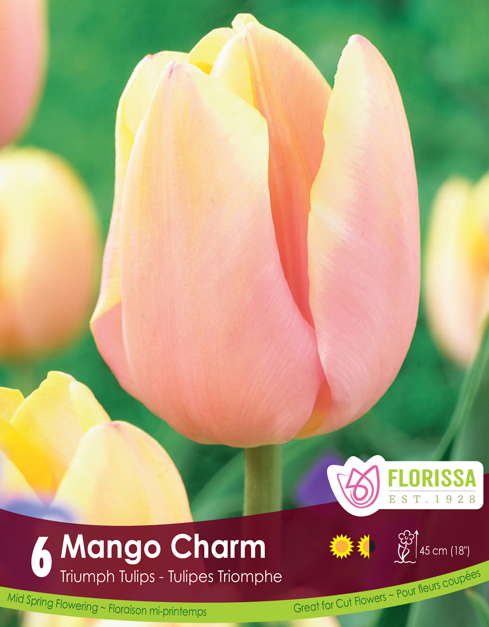 Tulip - Per Bulb - Mango Charm