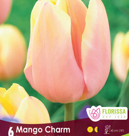 Tulip - Per Bulb - Mango Charm