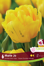 Tulip - Per Bulb - Marie Jo
