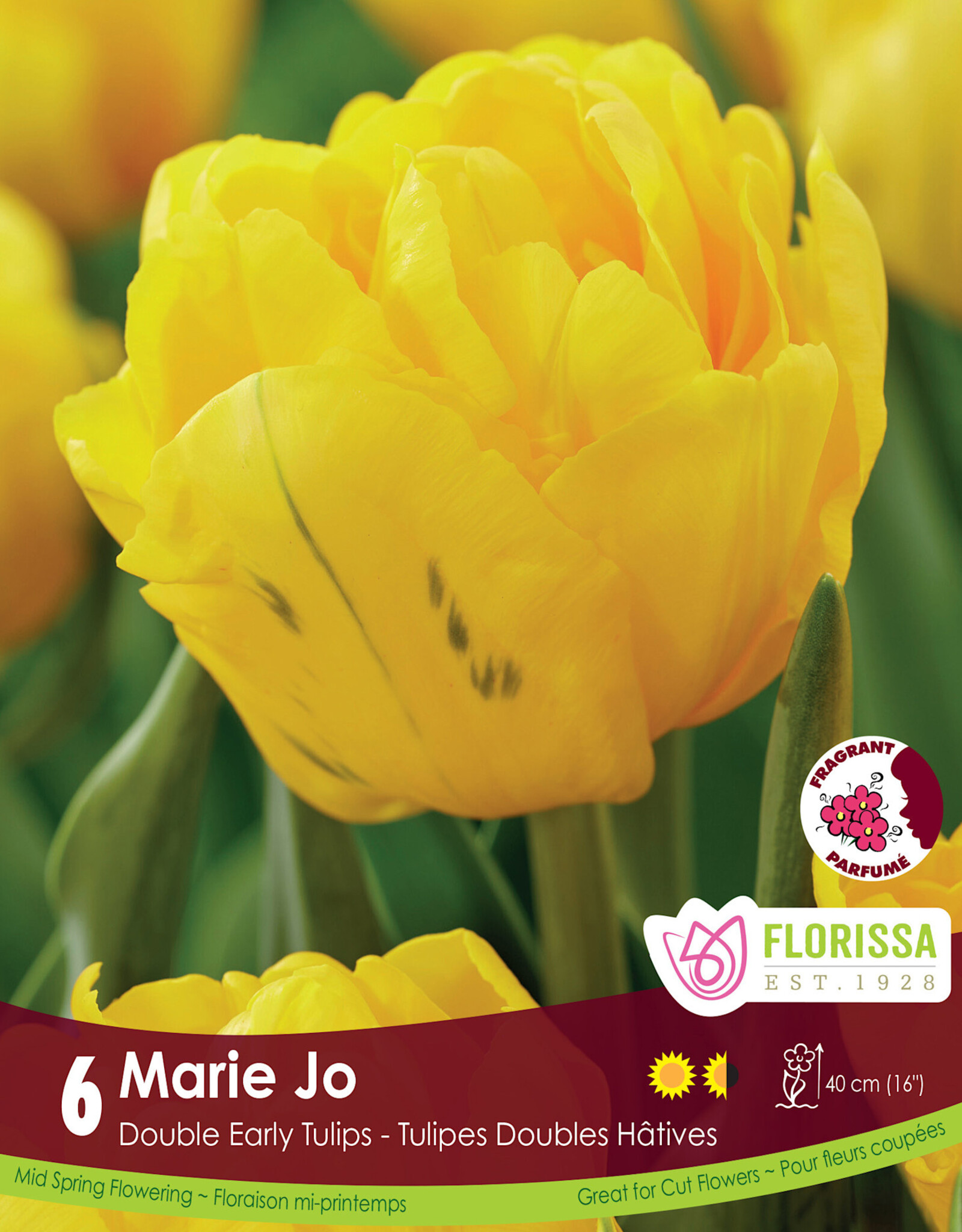 Tulip - Per Bulb - Marie Jo
