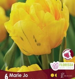 Tulip - Per Bulb - Marie Jo