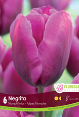 Tulip - Per Bulb - Negrita