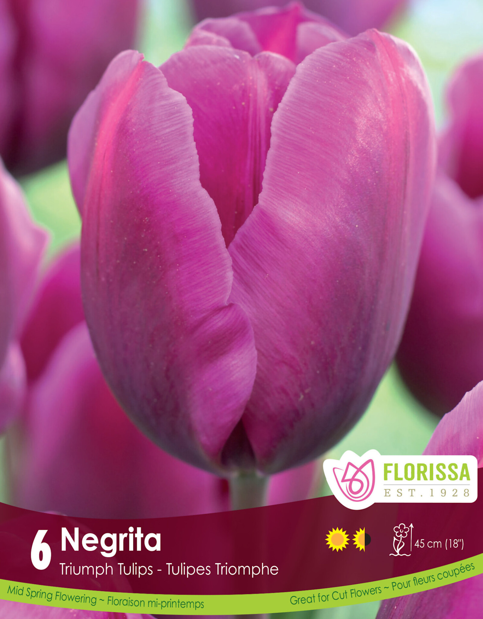 Tulip - Per Bulb - Negrita