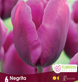 Tulip - Per Bulb - Negrita