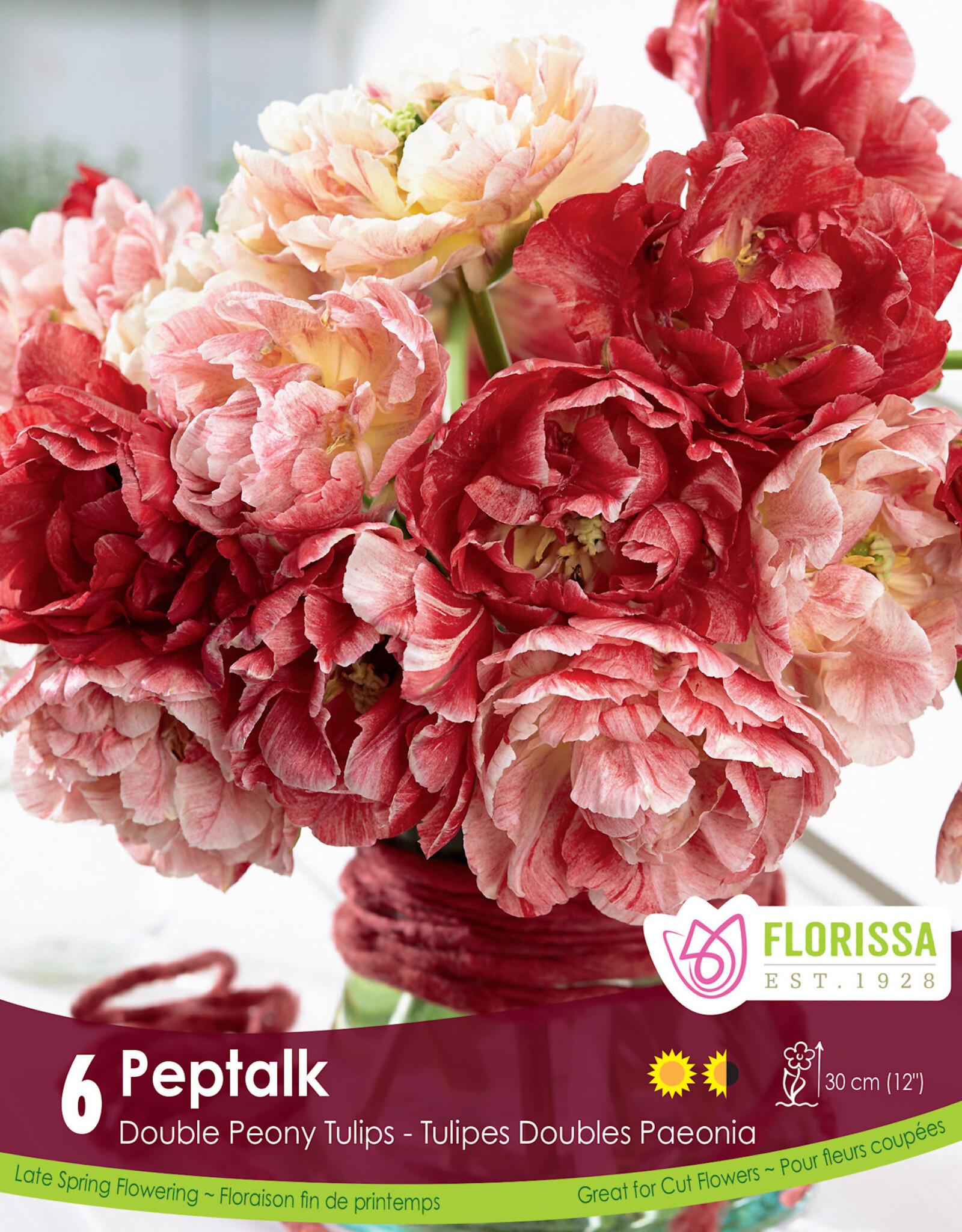 Tulip - Per Bulb - Pep Talk