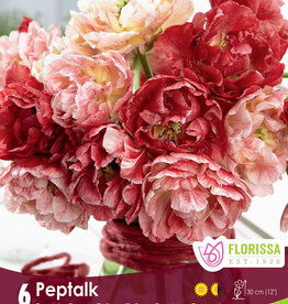 Tulip - Per Bulb - Pep Talk