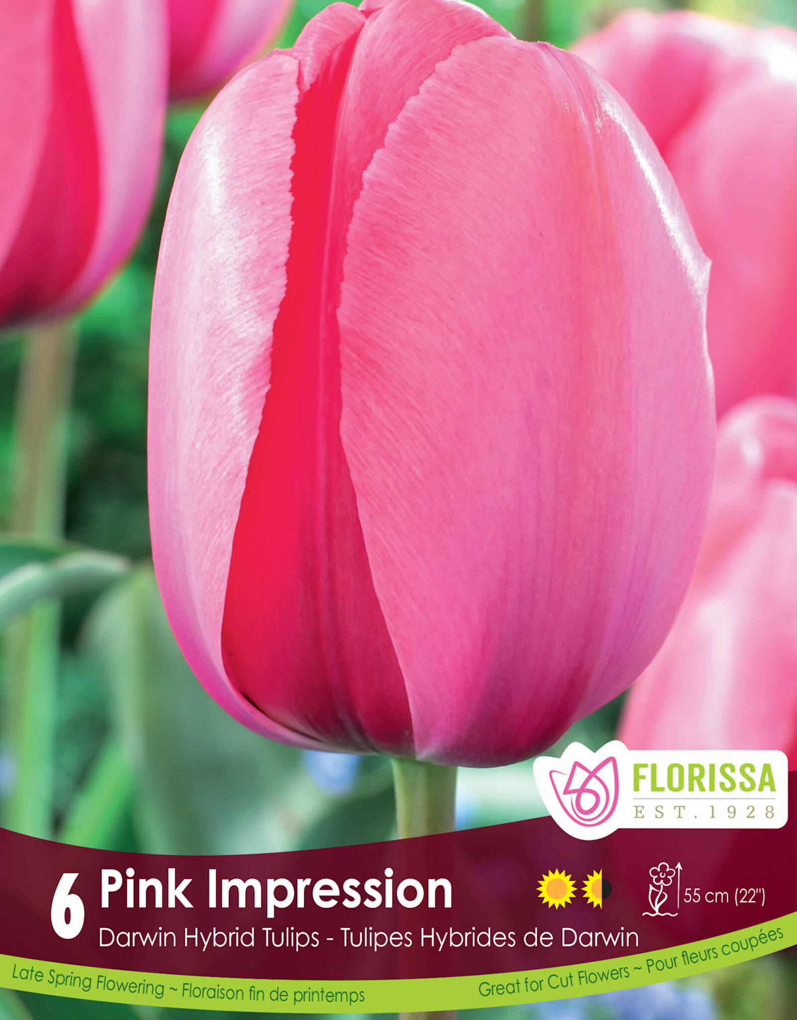 Tulip - Per Bulb - Pink Impression