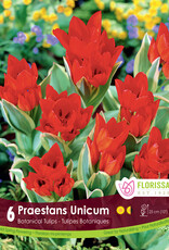 Tulip - Per Bulb - Praestans Shogun
