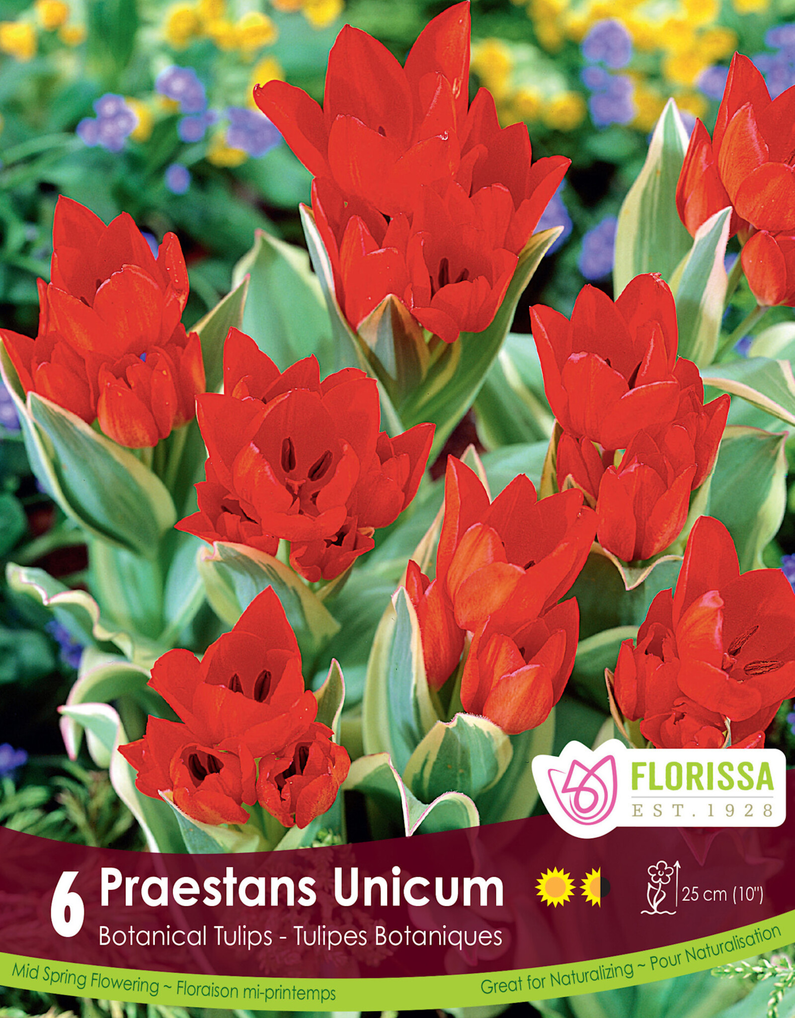 Tulip - Per Bulb - Praestans Shogun