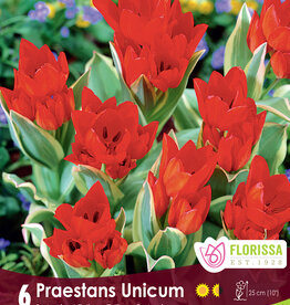 Tulip - Per Bulb - Praestans Shogun