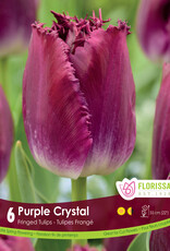 Tulip - Per Bulb - Purple Crystal