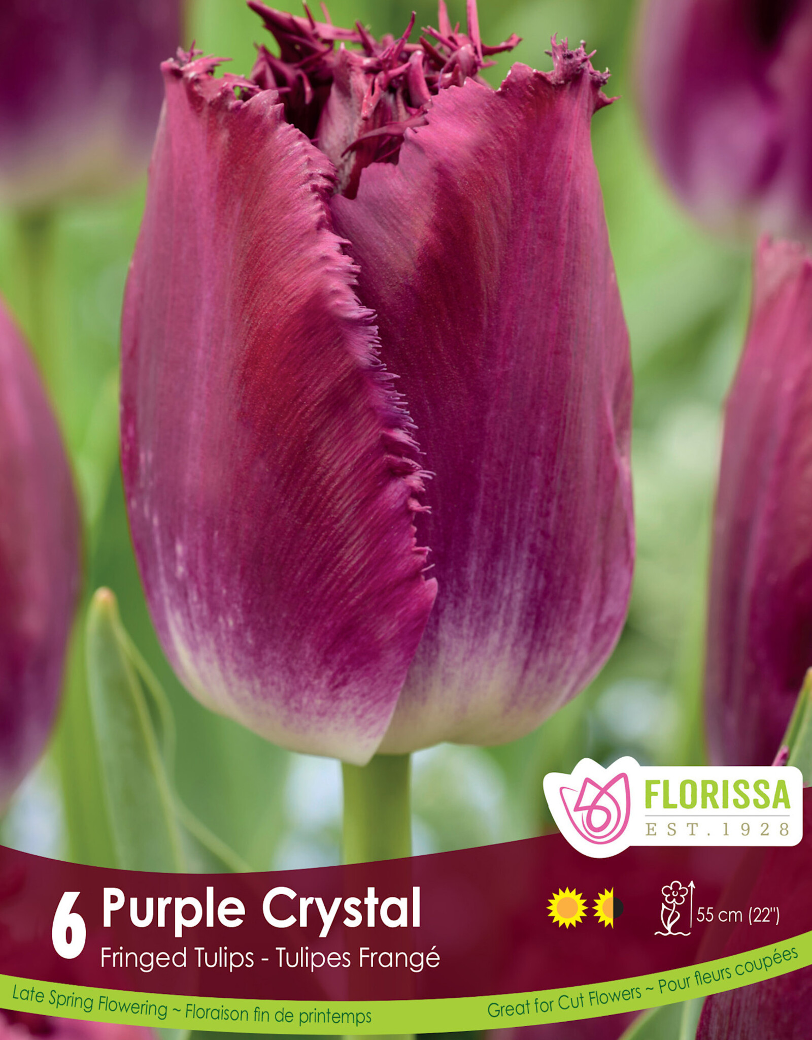 Tulip - Per Bulb - Purple Crystal