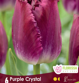 Tulip - Per Bulb - Purple Crystal