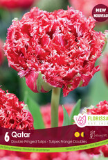 Tulip - Per Bulb - Qatar