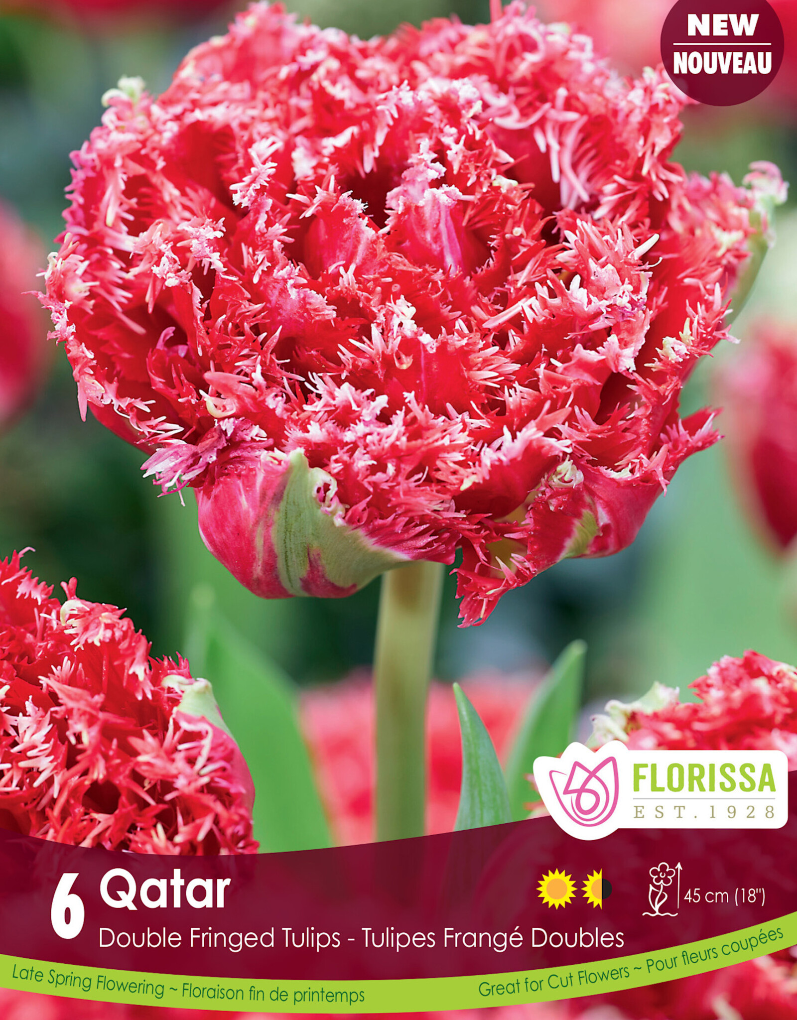 Tulip - Per Bulb - Qatar