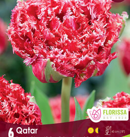Tulip - Per Bulb - Qatar