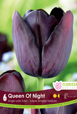 Tulip - Per Bulb - Queen of Night